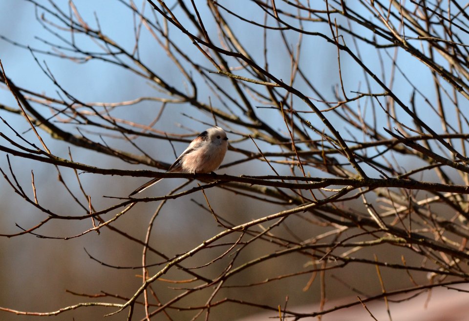 Aegithalos caudatus