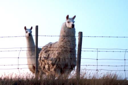Who Ya Calling Two Headed Llama?