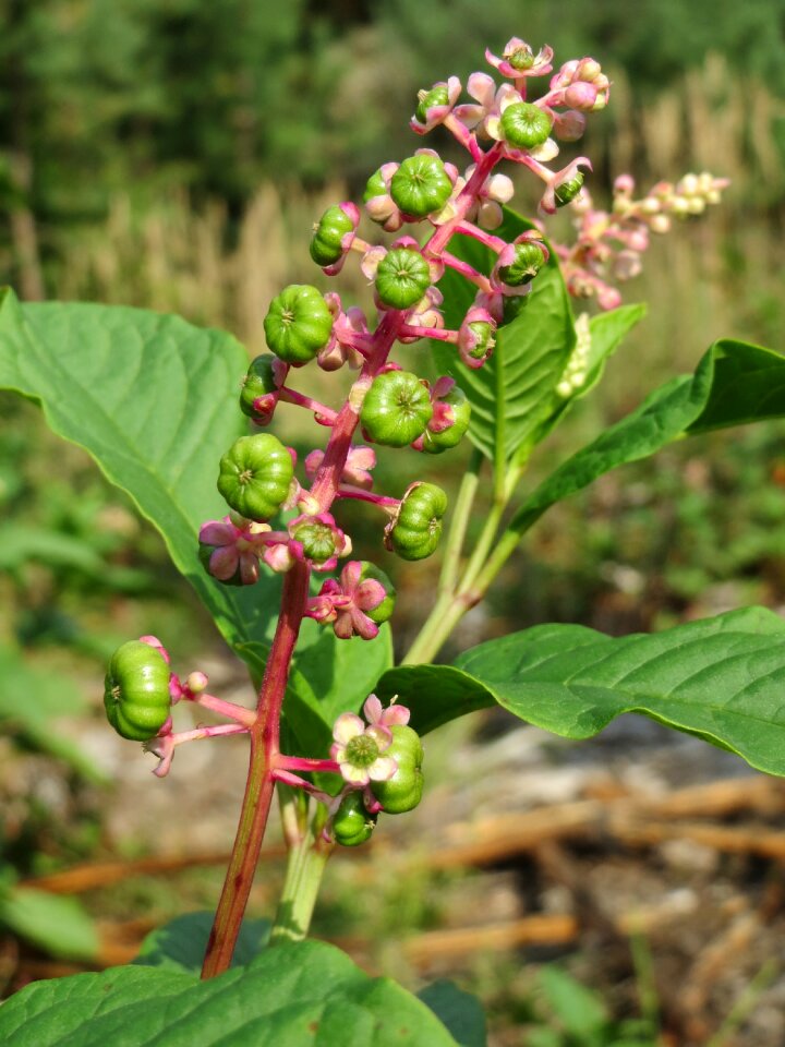 Wildflower inflorescence buds