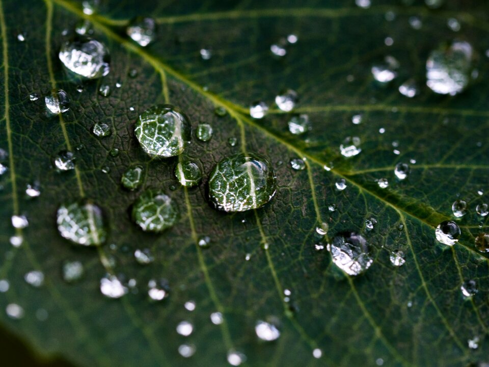 Nature macro green