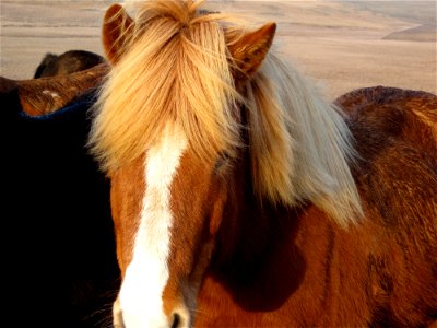 Iceland Horse photo