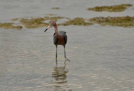 Egretta rufescens