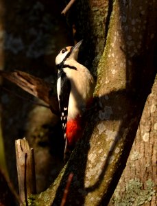 Dendrocopos major