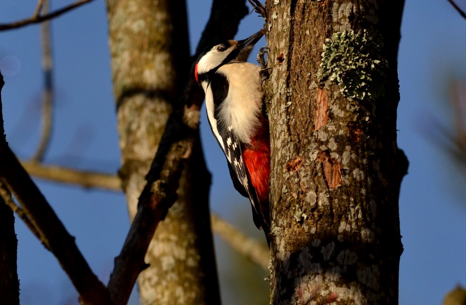 Dendrocopos major