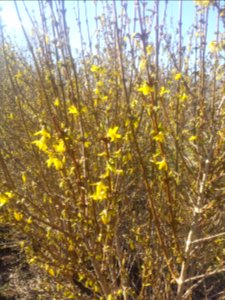 Forsythia