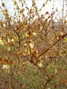 Lonicera, previous flowers brown from heavy frost, still flowering on the next / last set of buds.