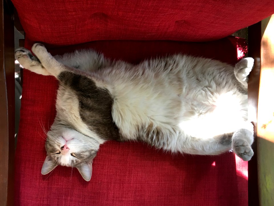 Buba is Distraught About My Last Day at Villa Hanz