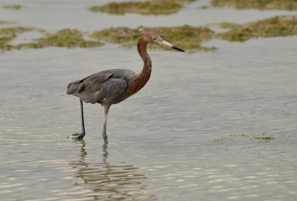 Egretta rufescens