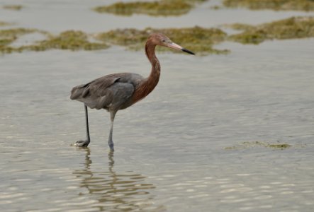 Egretta rufescens photo