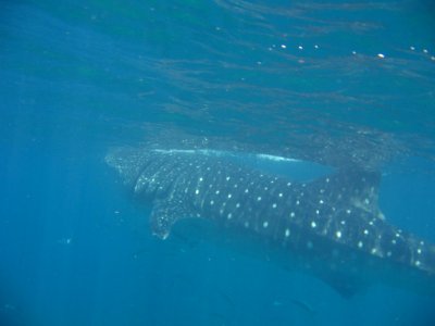Whale (6)