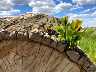 2020/366/154 You Can Chop a Poplar Down But Cannot Stop it From Growing photo