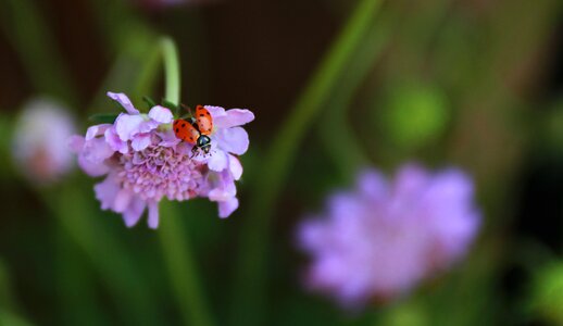 Couple beetle macro