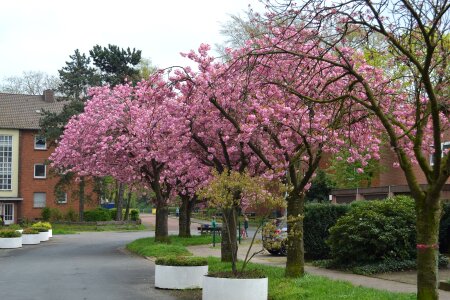 Trees almond blossom nature