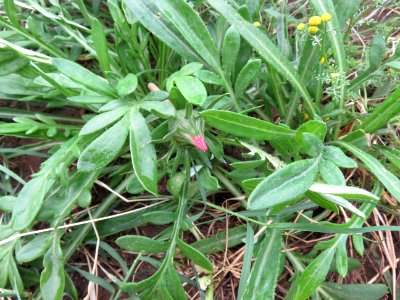 African Daisy - Gazania, from seed