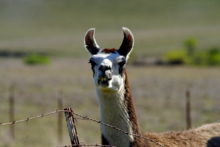 Guard Llama