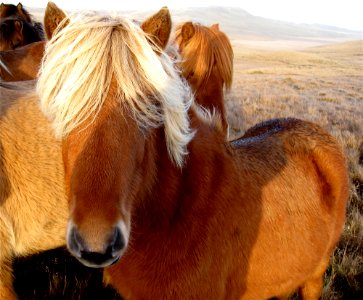 Blond (Icelandic Horses) Have More Fun