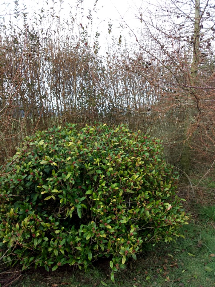 One big skimmia, found a new home here.