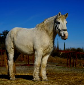 DSC02376 v1