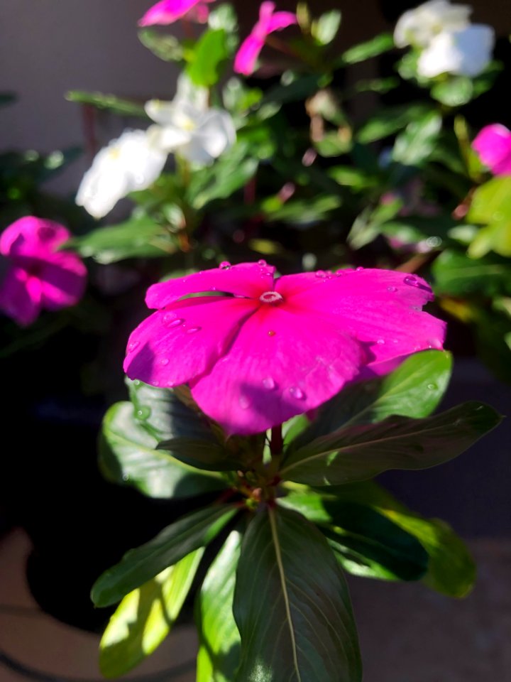 Flor