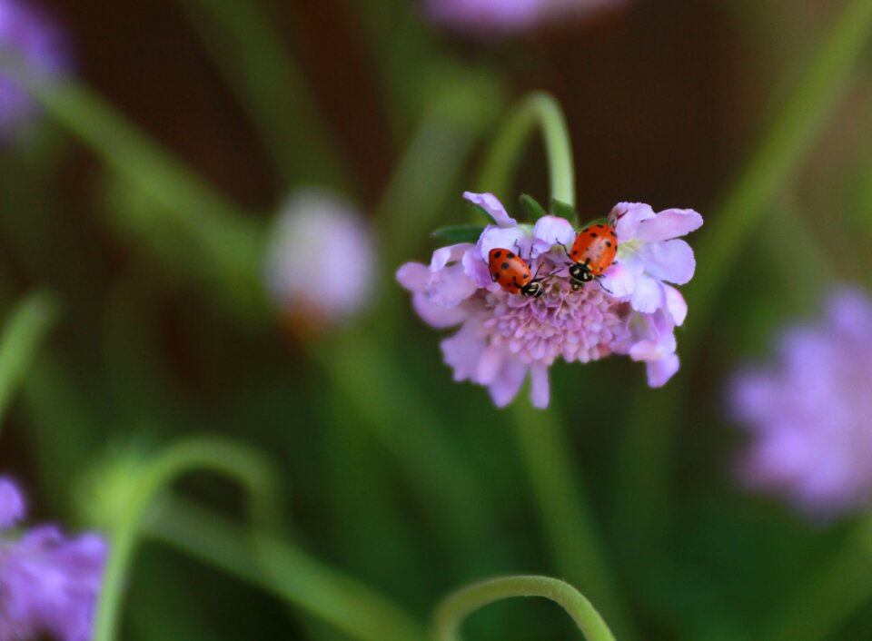 Couple beetle macro