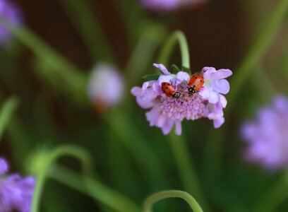 Couple beetle macro photo