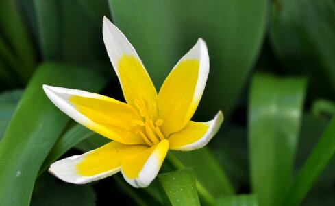 Bloom yellow-white garden