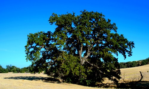 DSC05126 v1