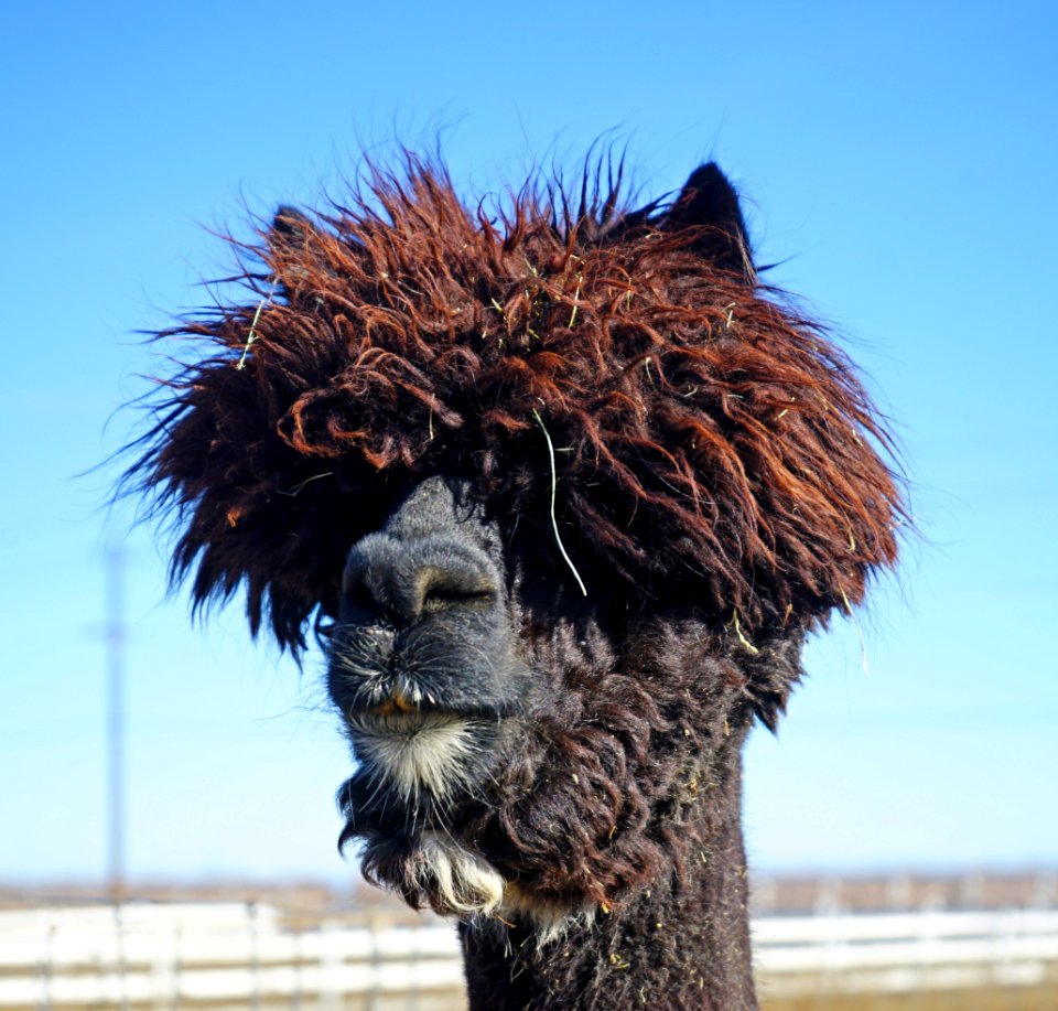 Beatnik Poet Paca
