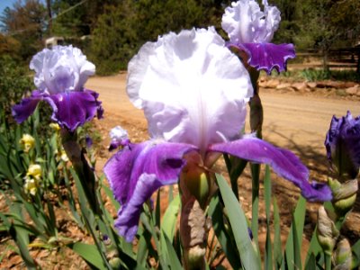 Purple White Irises photo