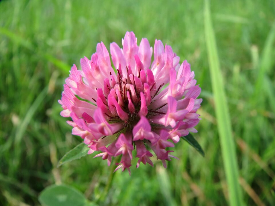 Macro wildflower meadow