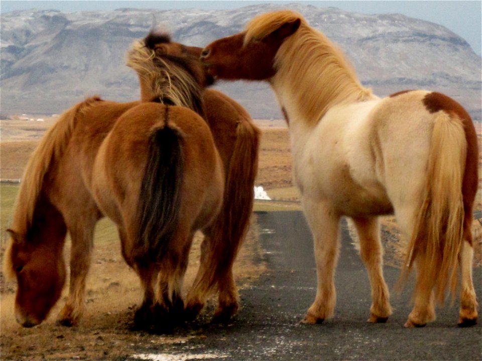 Iceland Traffic Jam
