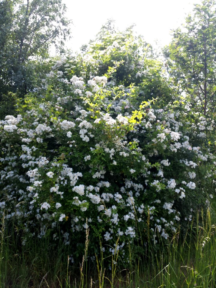 Rosa multiflora, nog maar eens.. Een enkele bloem ruikt niet erg sterk maar de hele struik wel.