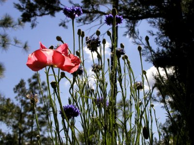 Spring Flowers From Strawberry