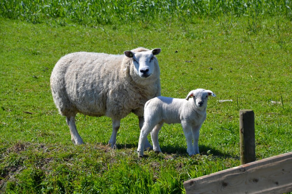 Wool animal meadow