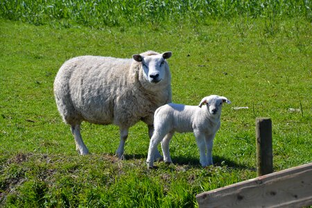 Wool animal meadow