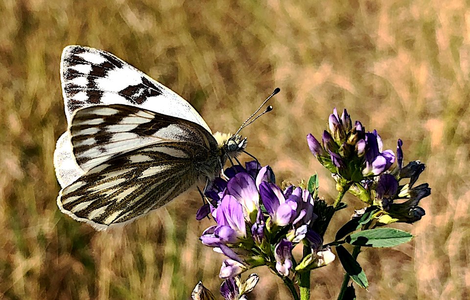 2020/365/238 Butterfly I Know Who Sent Ya
