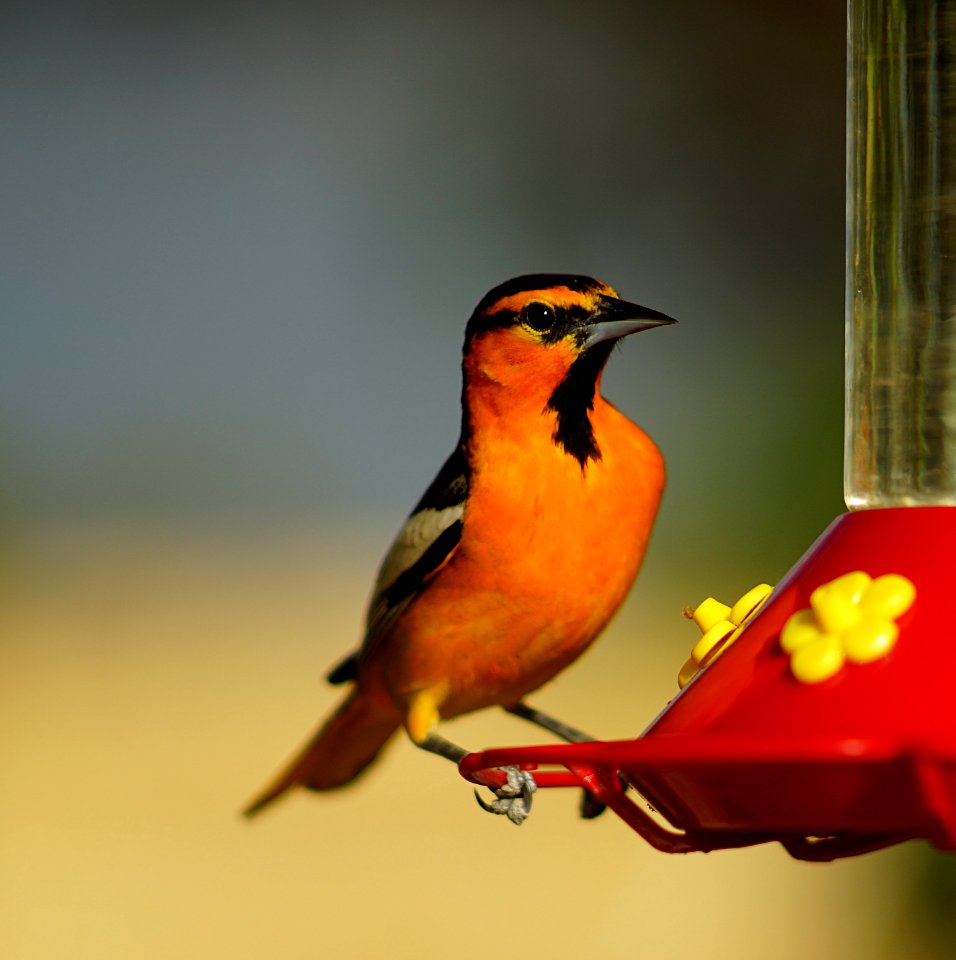 DSC05187 v1