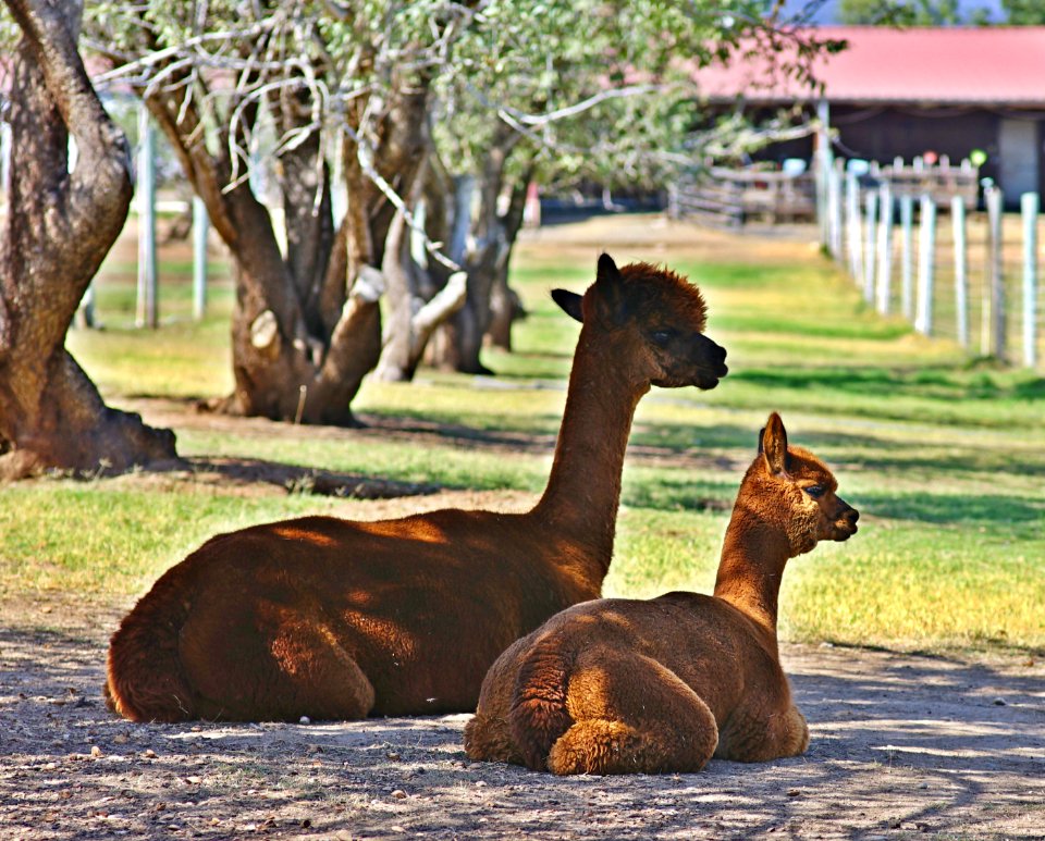 Hanging out in the shade