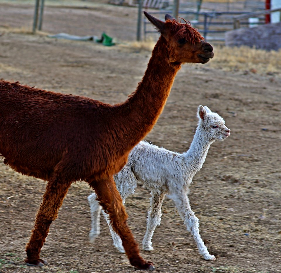 Running around with Mom