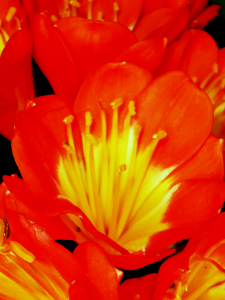 flordetalle1