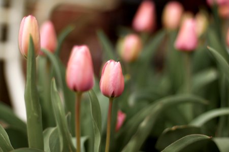 Softly Tulip photo