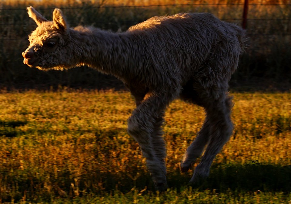 Alpaca