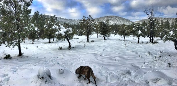 Taking in the Snowy Mogollon Rim