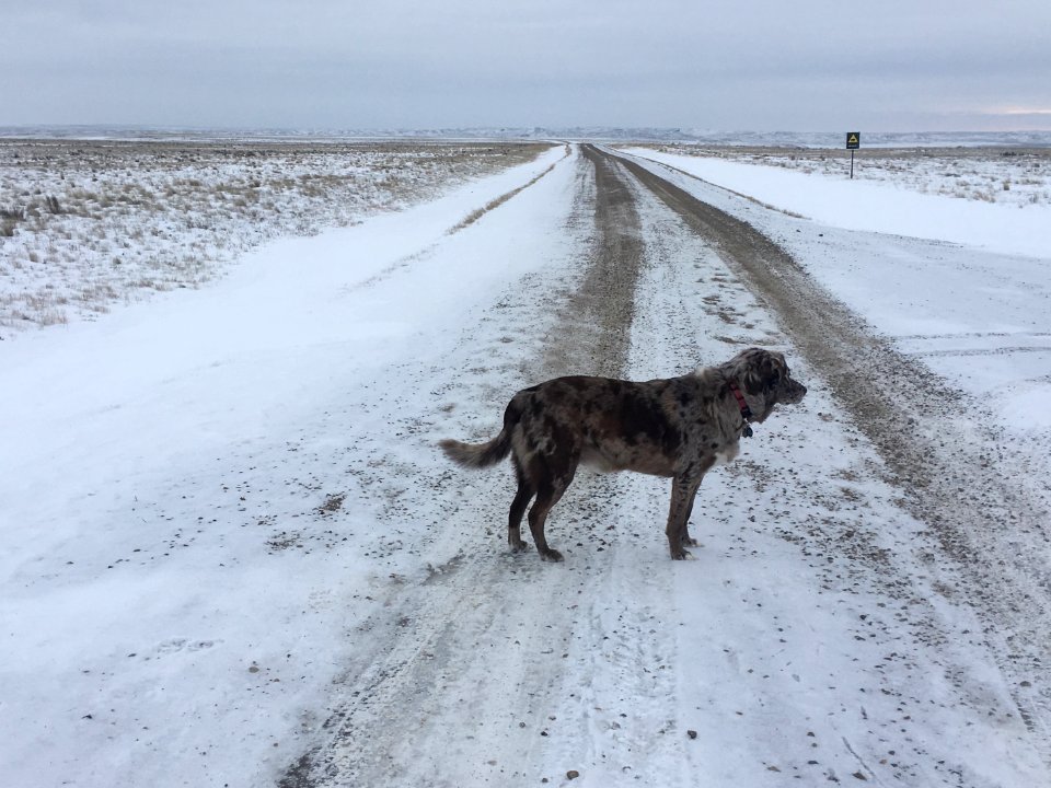 Why Did I Cross the Road?