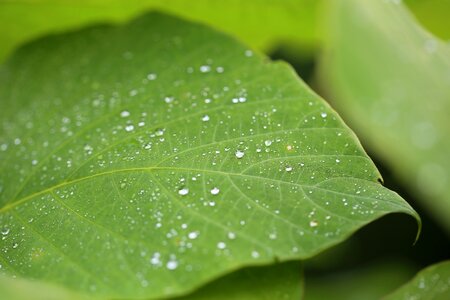 Leaf green dew photo