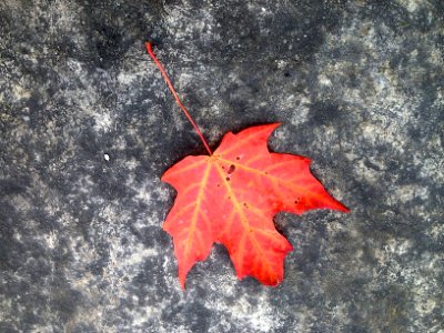 2015/365/294 Red Maple Down