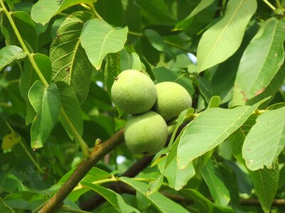 Common walnut nut fruit