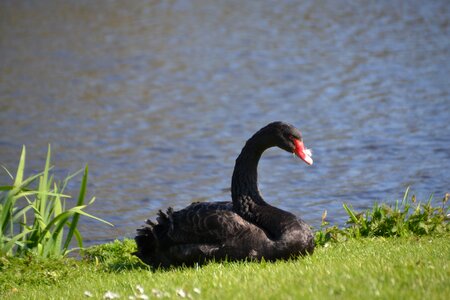 Bird waters birds