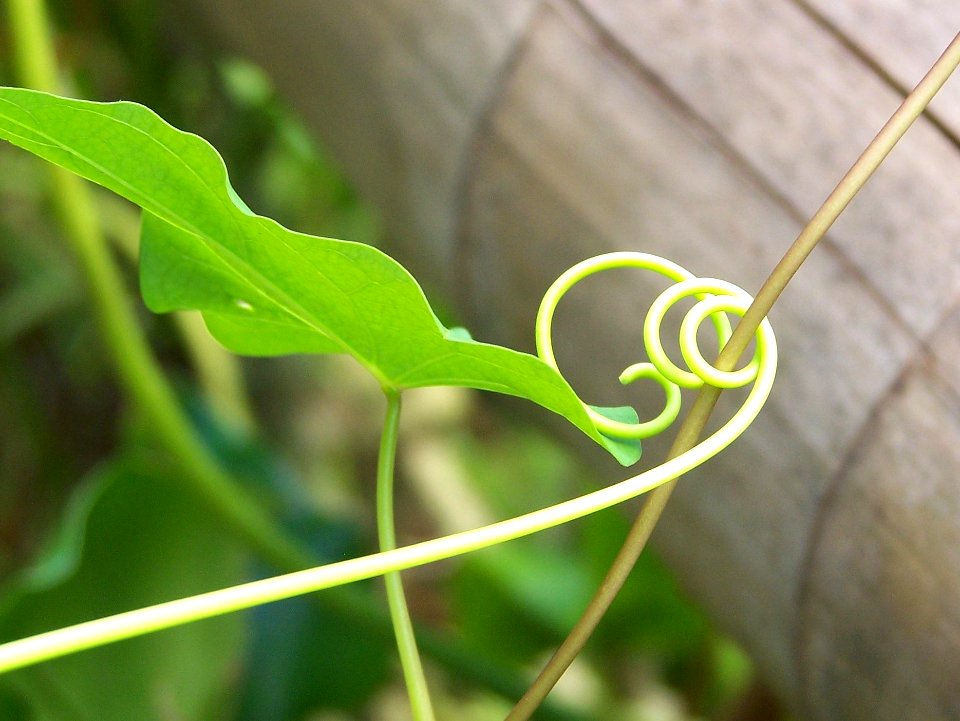 Eden Project rainforest