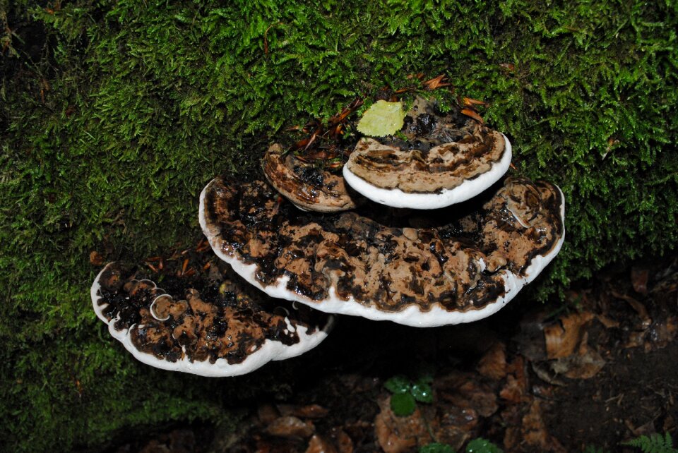 Strain moss polypore